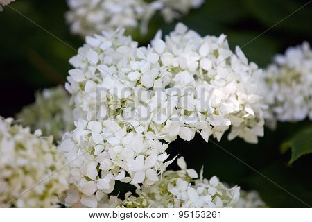 Smooth Hydrangea, Wild Hydrangea, Or Sevenbark (hydrangea Arborescens)