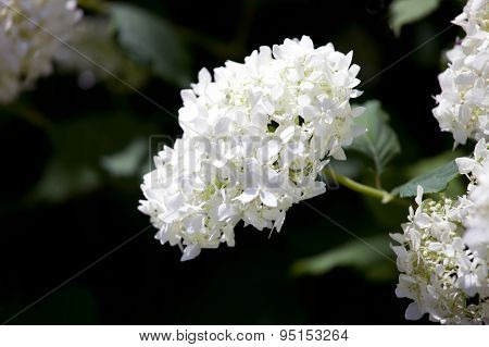 Smooth Hydrangea, Wild Hydrangea, Or Sevenbark (hydrangea Arborescens)