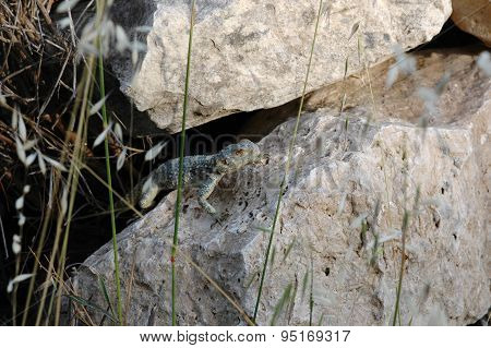 Lizard between the stones
