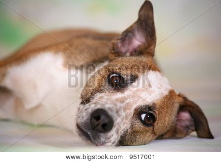 Resting Dog
