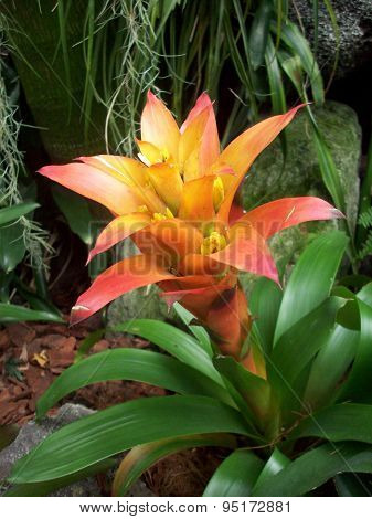 Bromeliad