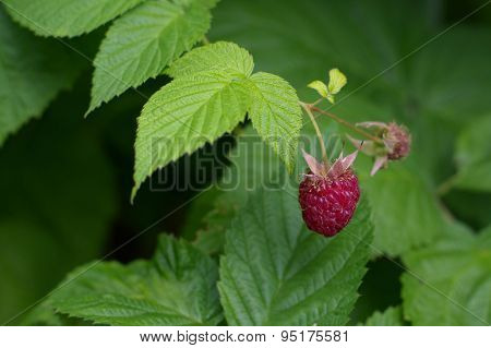 Ripe Raspberry