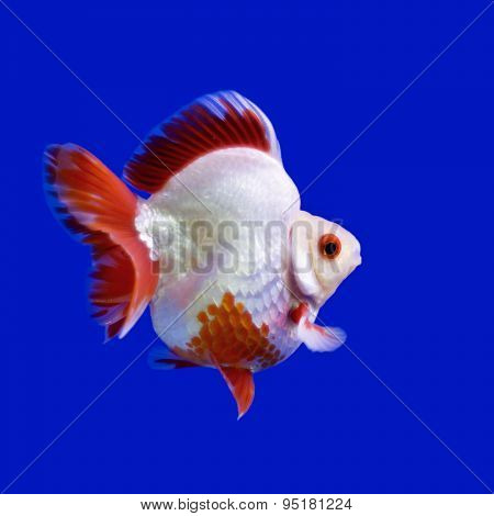 Beautiful Goldfish