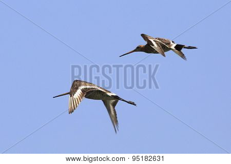 Asian dowitcher