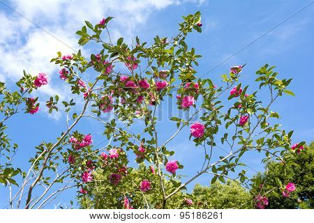 Camellia sasanqua flowers