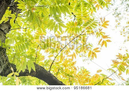 Autumn soapberry tree