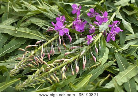 Leaves And Flowers Willow-herb (ivan-tea) After Gathering