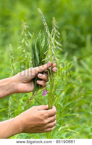 Hands Gathering Leaves Of Willow-herb (ivan-tea)