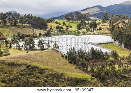 Greenhouse Farm In The Ecuadorian Sierra