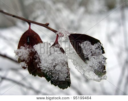 Image of winter leaf