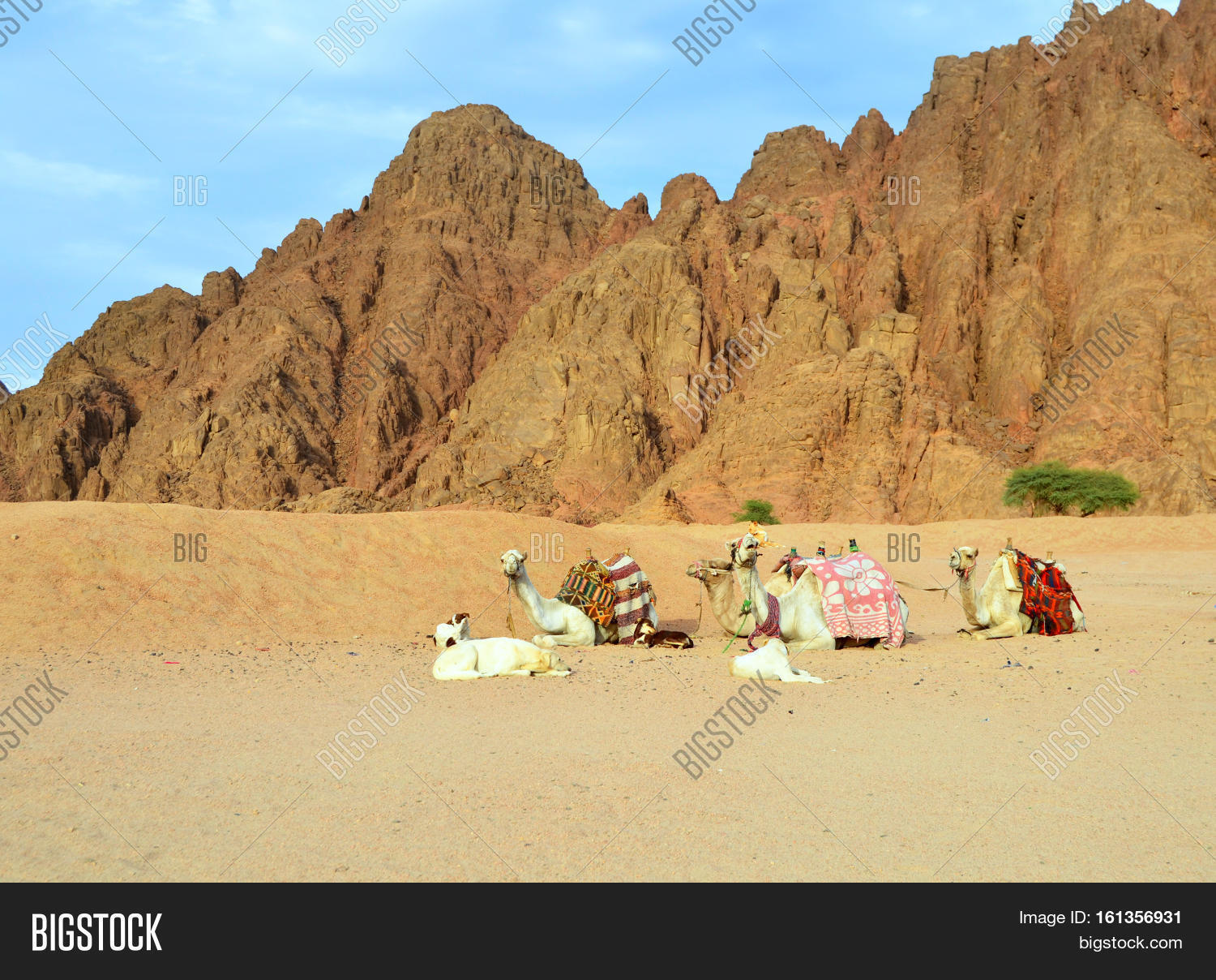 Image Preview