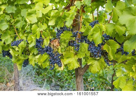 Vineyards of the Alella wine region in the vicinity of Barcelona on the Mediterranean Sea.