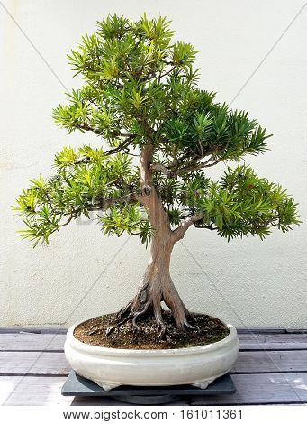Bonsai and Penjing landscape with miniature pine tree in a tray