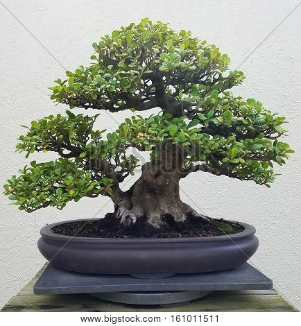 Bonsai and Penjing landscape with miniature ficus tree in a tray
