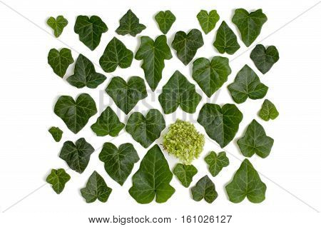 Creative arrangement of dogwood green leaves (cornus alba) and sevenbark (hydrangea) flower on white background. Flat lay top view.