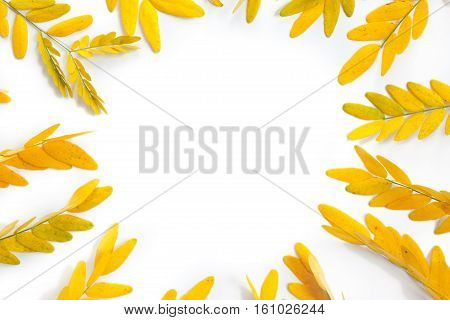 Yellow leaves arranged in round shape on white background. Flat lay top view. Autumn leaves of Caragana Arborescens (yellow acacia).