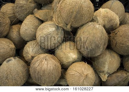 Whole coconuts in pile closeup photo. Exotic fruit or nut. Brown hairy coconuts for sale. Selling coconuts in shop. Coco for cocktails or water drink. Healthy food for vegetarian. Tropical fruit image