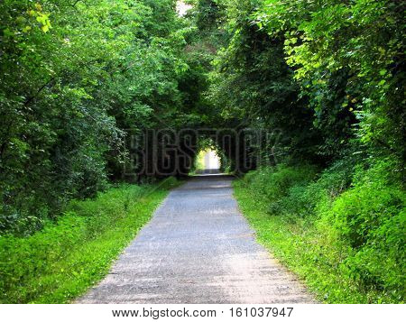 A path through a dense canopy of trees.