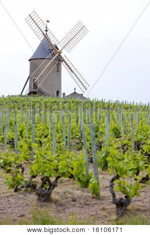 vigneti con mulino a vento vicino Chenas, Beaujolais, Borgogna, Francia