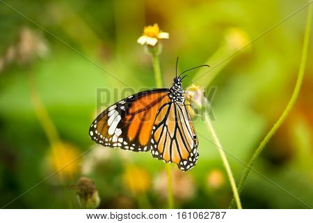 Tiger butterfly drinks nectar from flowers  in natural