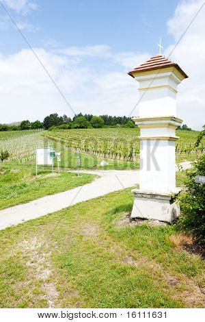 viñedo en Falkenstein, Baja Austria, Austria