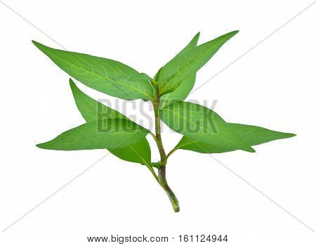fresh vietnamese mint leaves isolated on white background