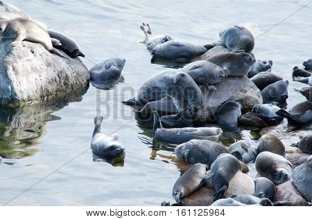 The Baikal seal nerpa bask in the sun