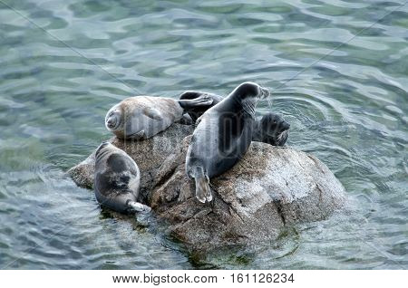 The Baikal seal nerpa bask in the sun