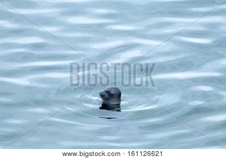 The Baikal seal nerpa bask in the sun