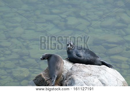 The Baikal seal nerpa bask in the sun