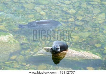The Baikal seal nerpa bask in the sun
