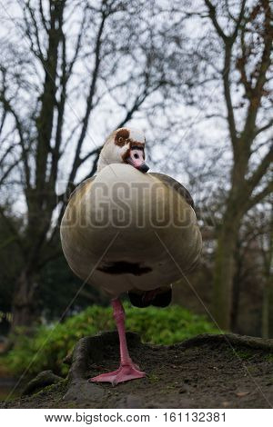 Portrait of a beautiful relaxing Egyptian Goose