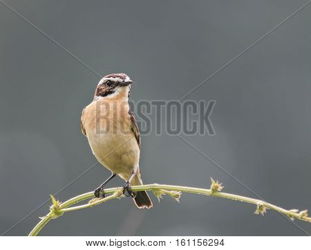 meadow bird is a stonechat sitting on a thin branch in the summer