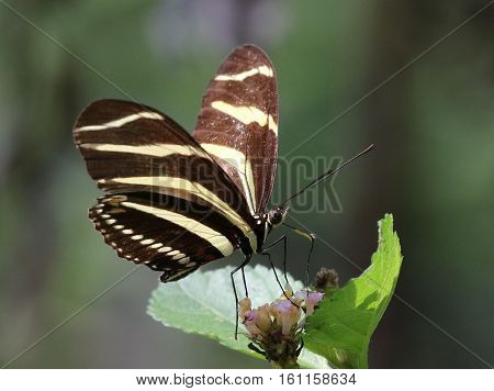 A Zebra Heliconian butterfly (Heliconius charithonia) feeding