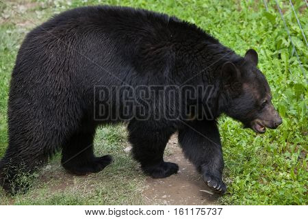 American black bear (Ursus americanus). Wildlife animal. 