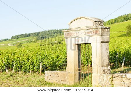 Latricieres vinice, Chambertin, Côte de Nuits, Burgundsko, Francie