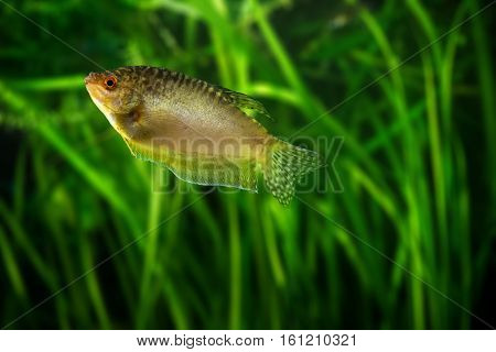 Honey gourami - golden tropical aquarium fish