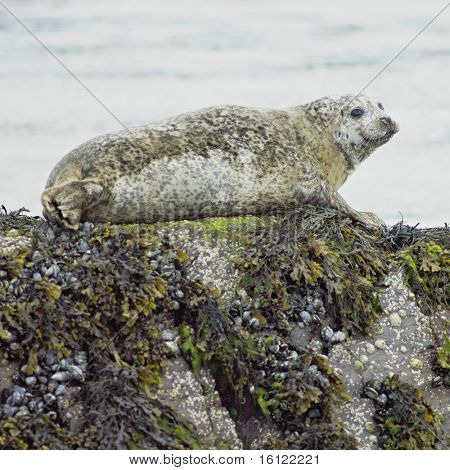 sæl, Bantry Bay, County Cork, Irland