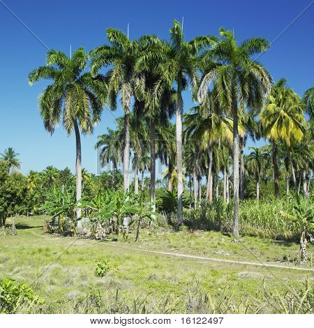 Parque Nacional de Alejadro: Humboldt, prowincji Guantanamo na Kubie