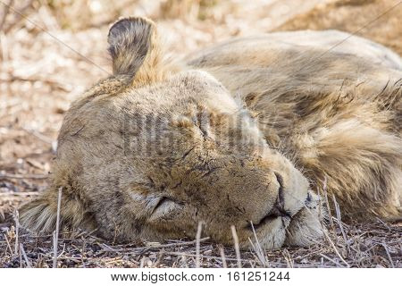 portrait of a young male lion sleeping in the bush