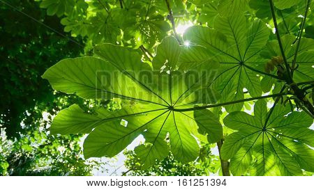 The sun breaks through the leaves in the tropical garden, Jardin Botanico Nacional de Santo Domingo. Dominican Repuplic