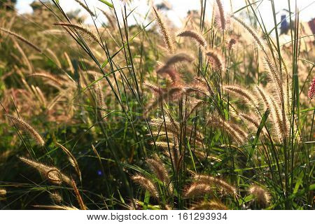 Mission grass or Feature Pennisetum in the daylight