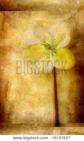 Grunge tausta Hellebora