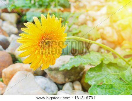 flower Gerbera Yellow and water drop Barberton daisy Daisy fromSouth Africa. with sunset light tone.