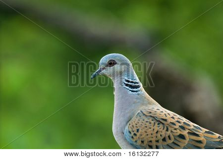 Pidgeon