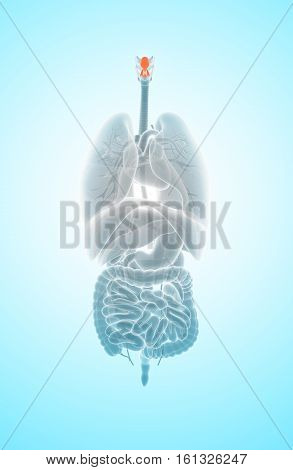 3D illustration of Epiglottis - Part of Human Organic.