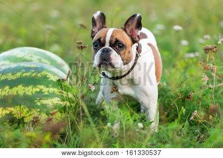 Funny english bulldog running in summerFunny english bulldog running in summer