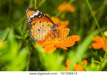 Plain Tiger Butterfly(danaus Chrysippus), Butterfly
