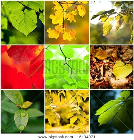 Hojas de otoño