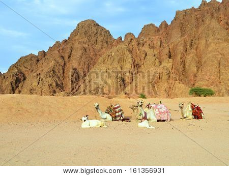 Camels in the Egyptian desert. Camels on the background of mountains. The camels and dogs.